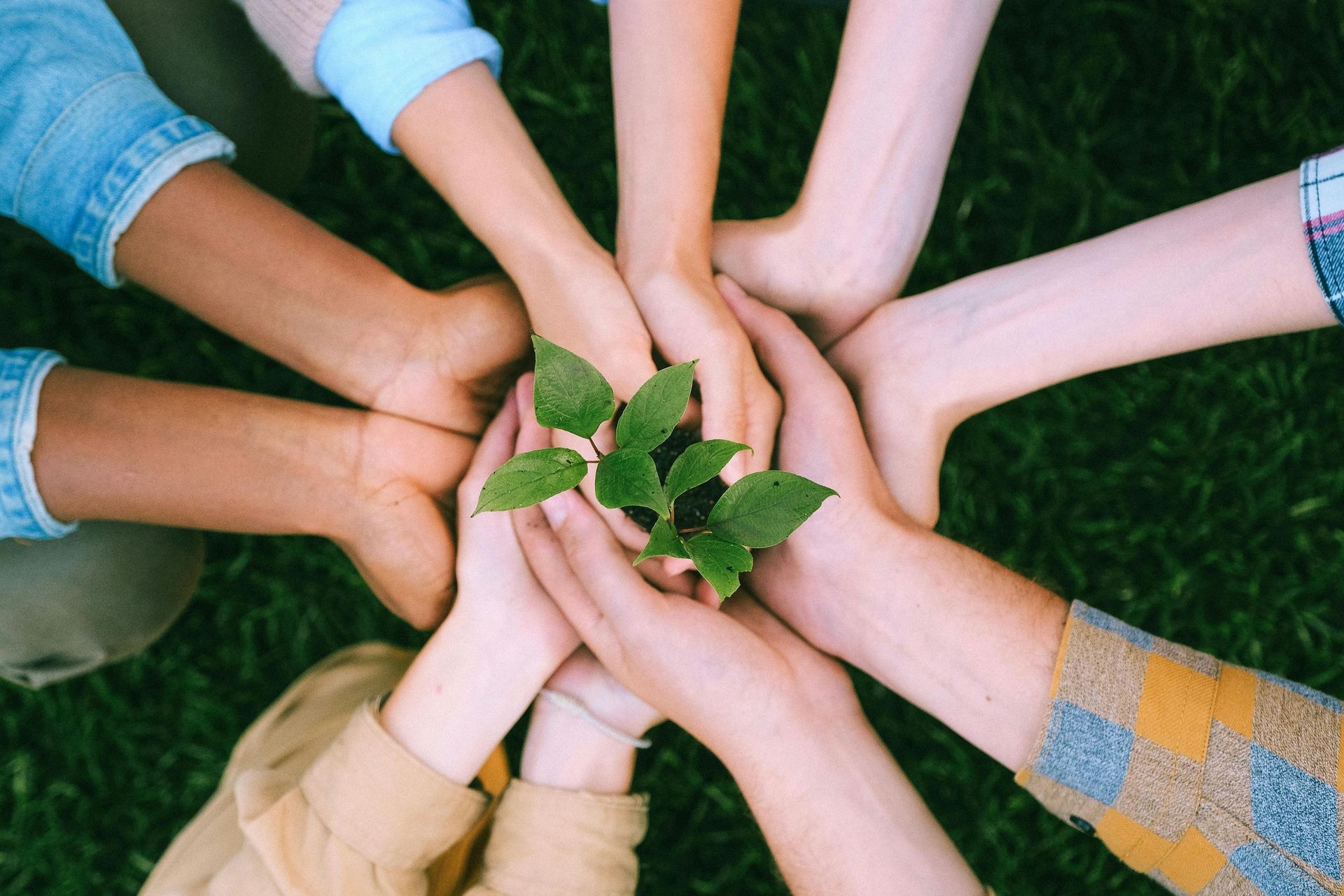 Hands of various skin tones holding a young plant with green leaves, over grass.
