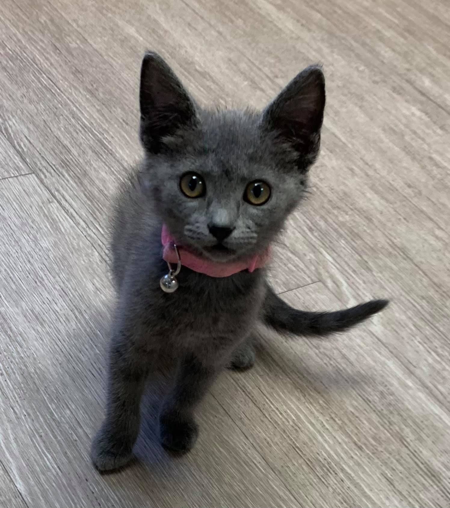 Local Animal Hospital Warsaw, IN Animal Medical Center