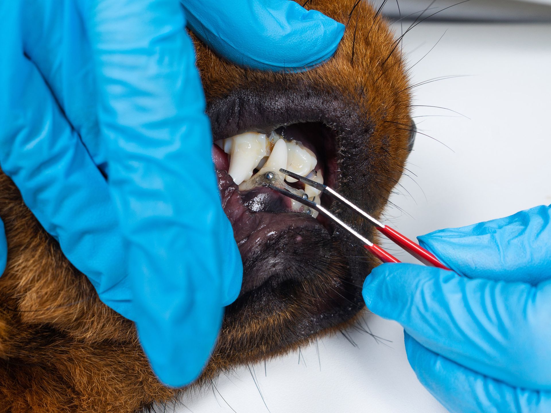 Veterinarian Sets the Dog Braces — Warsaw, IN — Animal Medical Center Veterinarian Sets the Dog Braces — Warsaw, IN — Animal Medical Center