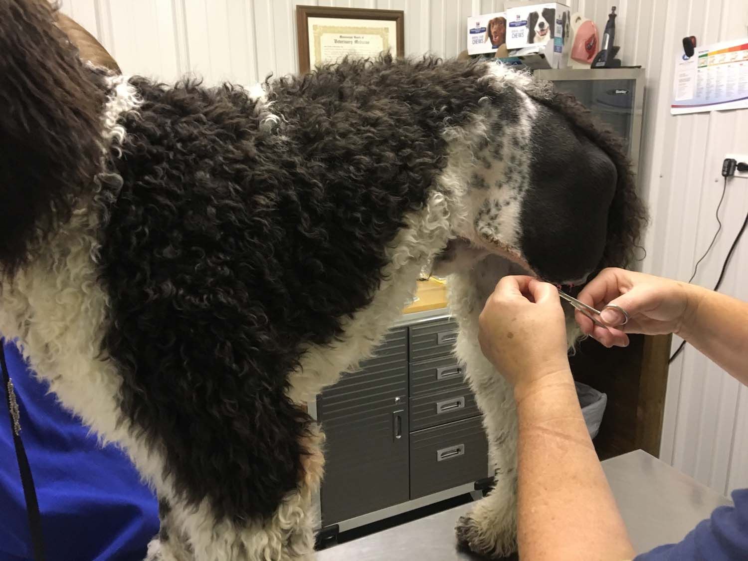 Gallery Pontotoc Animal Clinic Since 2008