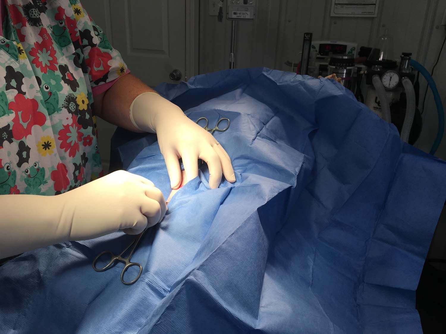 Gallery Pontotoc Animal Clinic Since 2008