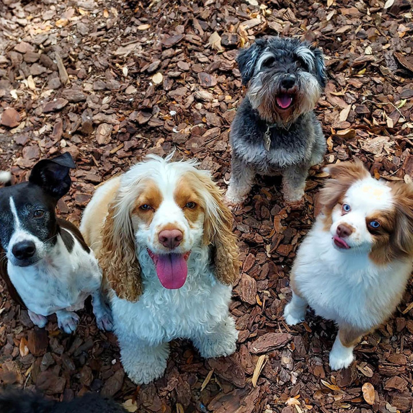 A group of dogs are sitting on a pile of wood chips.