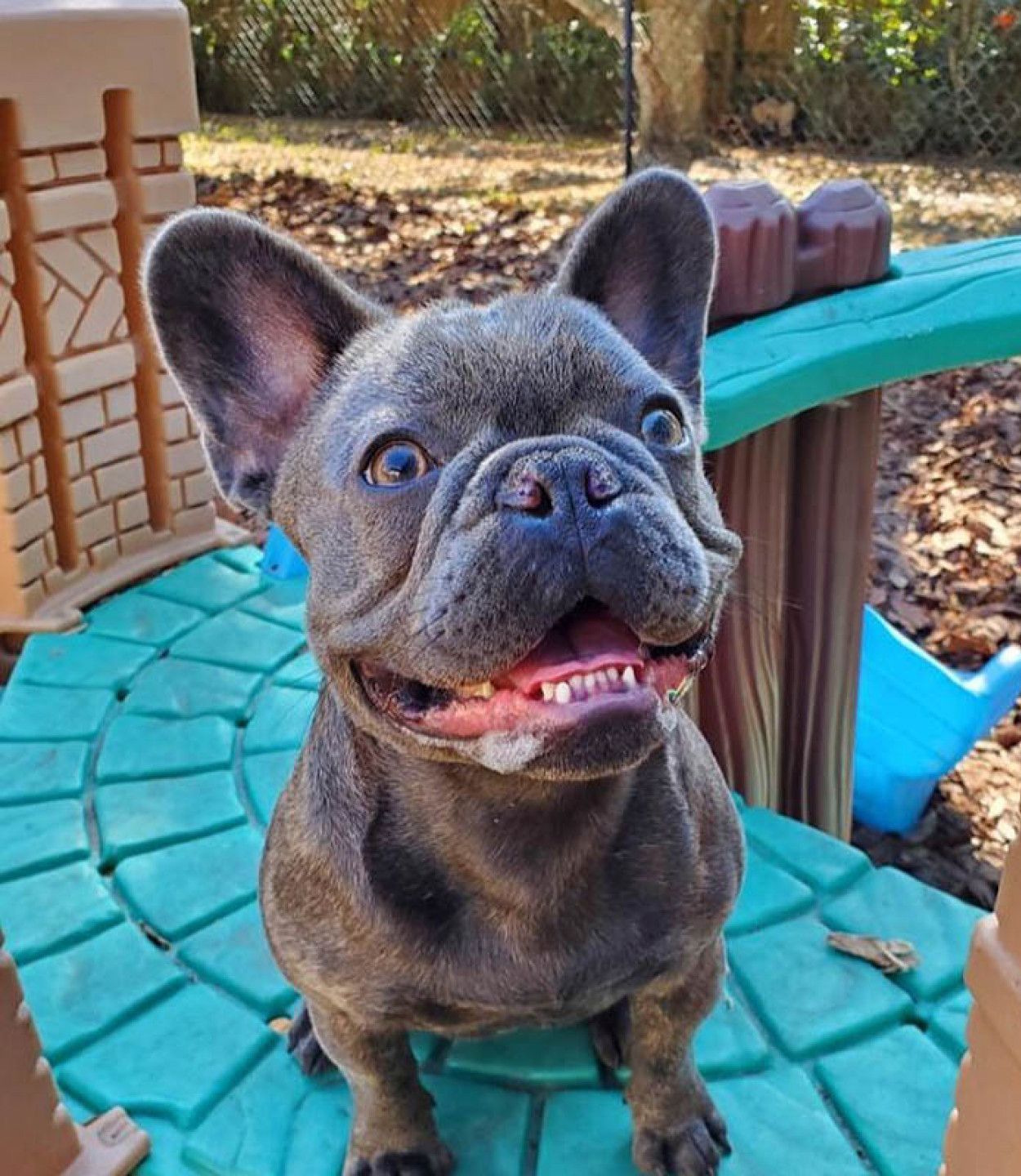 A french bulldog is sitting on a green table and smiling