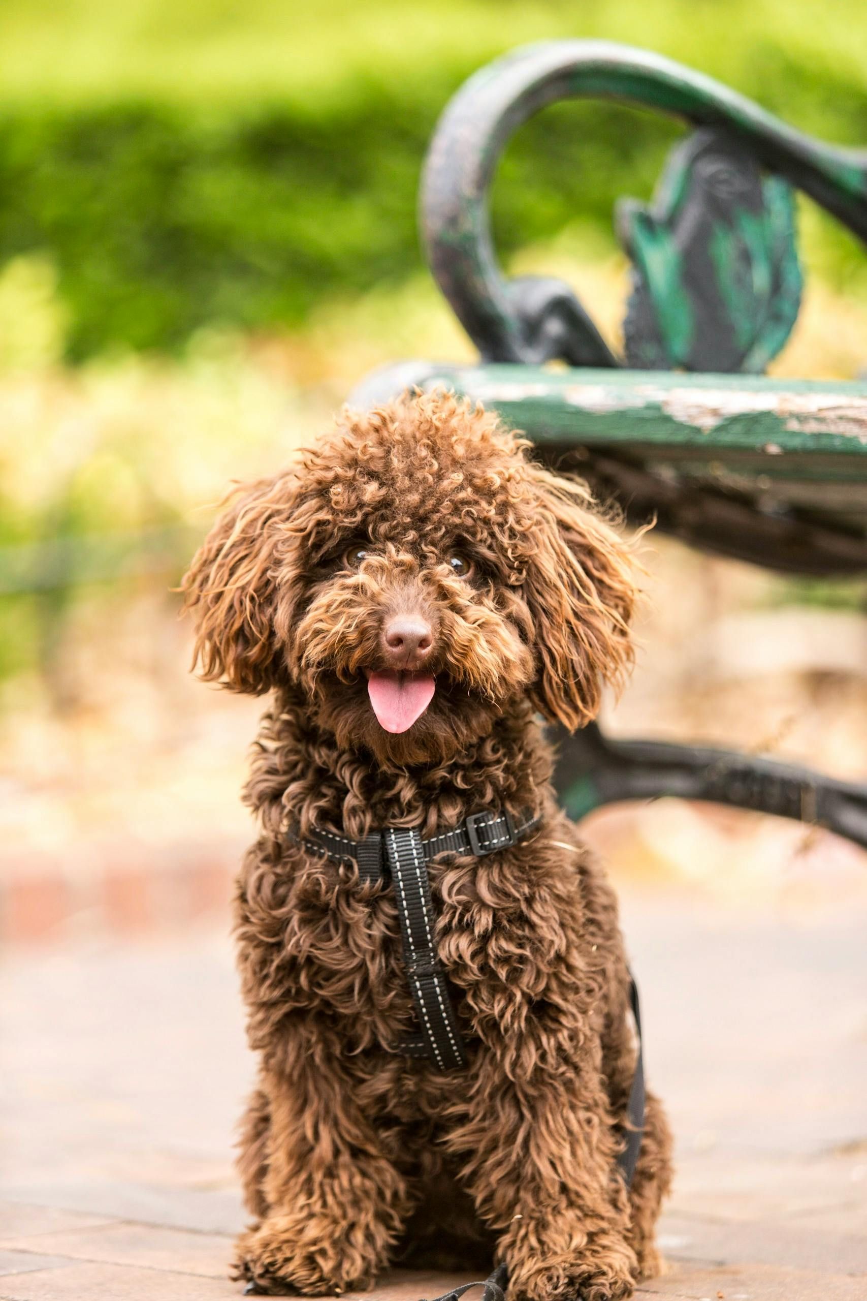 A small brown poodle is sitting on a bench with its tongue out.