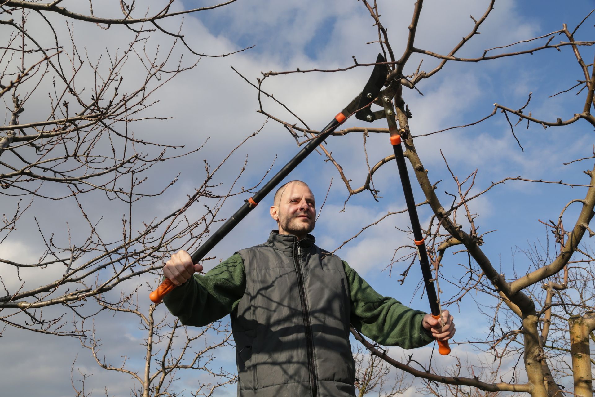 Tree pruning during sunny winter day