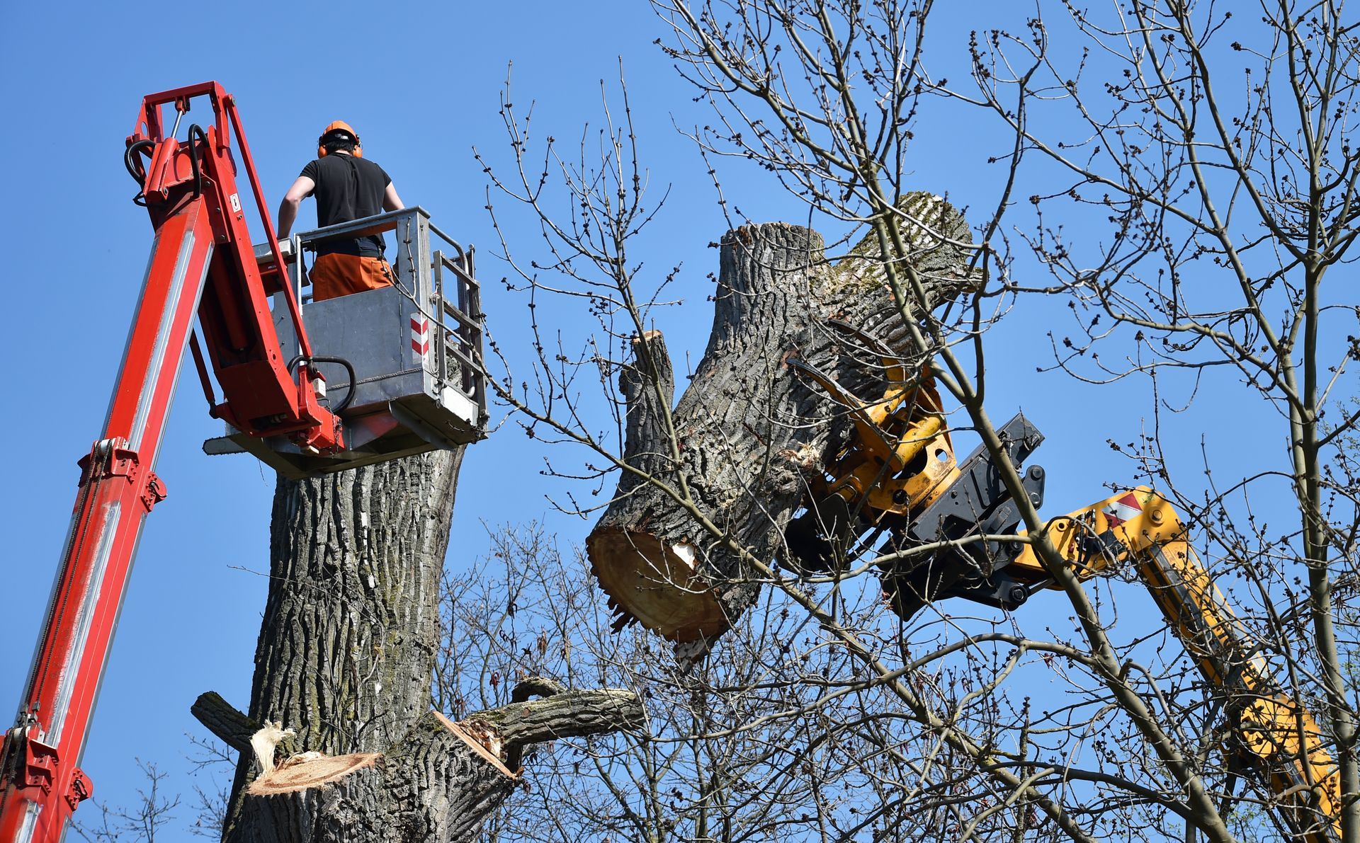 Tree surgeon working