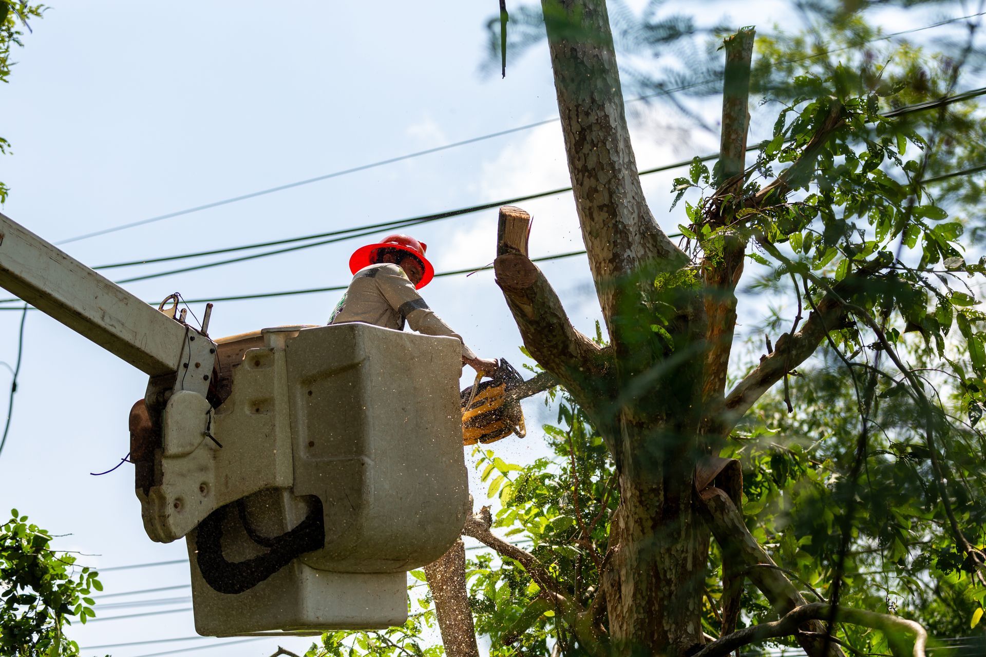 Cut trees from the electrical cable area