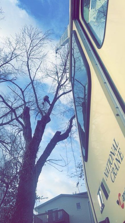 Tree surgeon hanging from ropes in the crown of a tree using a chainsaw to cut branches down