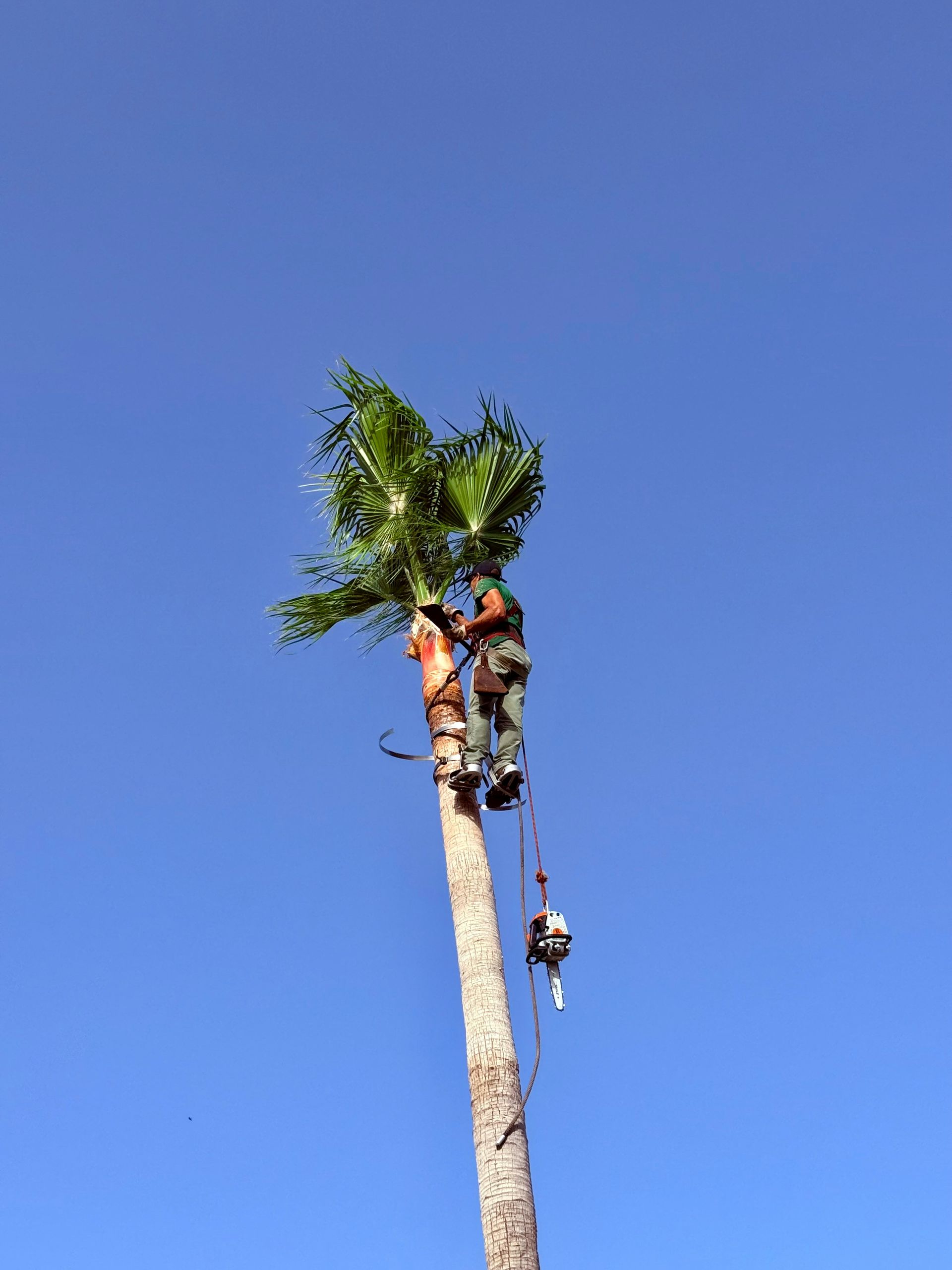 Fpalm Tree Rescue Palm Tree Removal in Newcastle | Bennett’s Tree Service