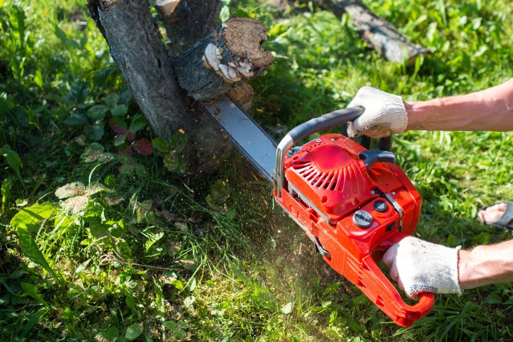 Person Using a Red Chainsaw to Cut a Tree Trunk Outdoors — Bennett's Tree Service in Lake Macquarie, NSW