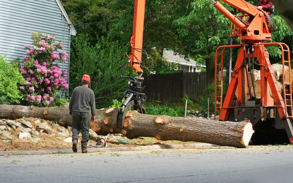 Tree Trunk Being Cut by an Orange Industrial Crane on a Street — Bennett's Tree Service in Belmont, NSW