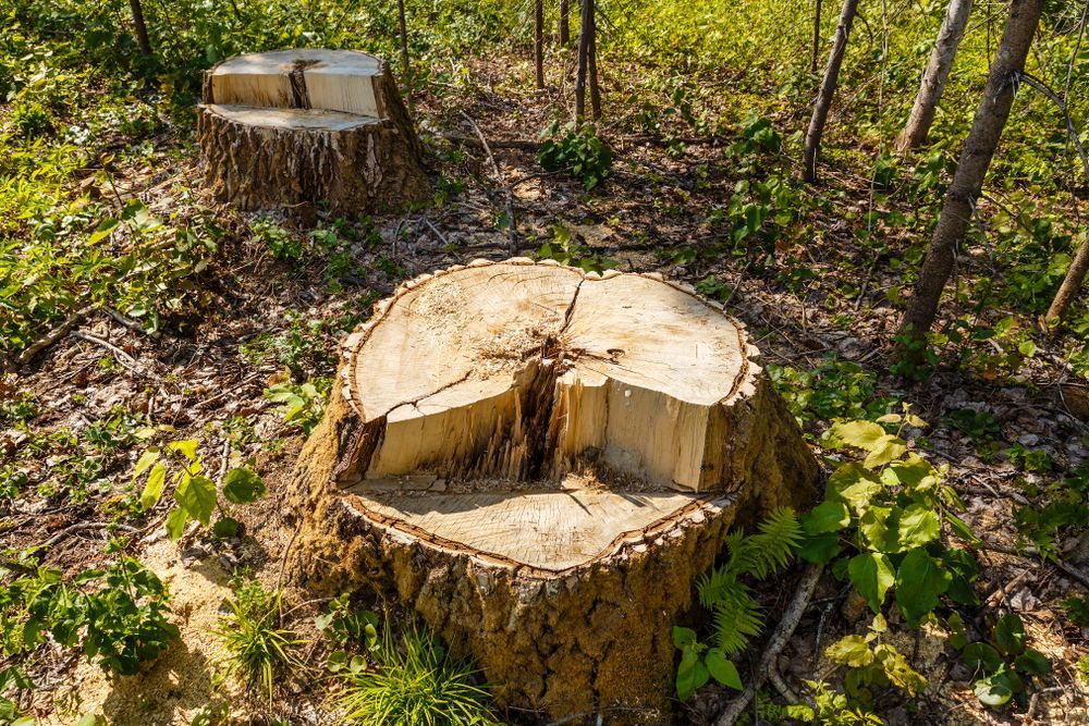 Large Tree Stumps in a Forest Clearing — Bennett's Tree Service in Lake Macquarie, NSW