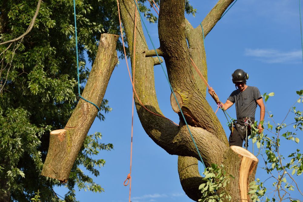 Arborist Using Ropes to Cut a Large Tree Limb — Bennett's Tree Service in Dudley, NSW