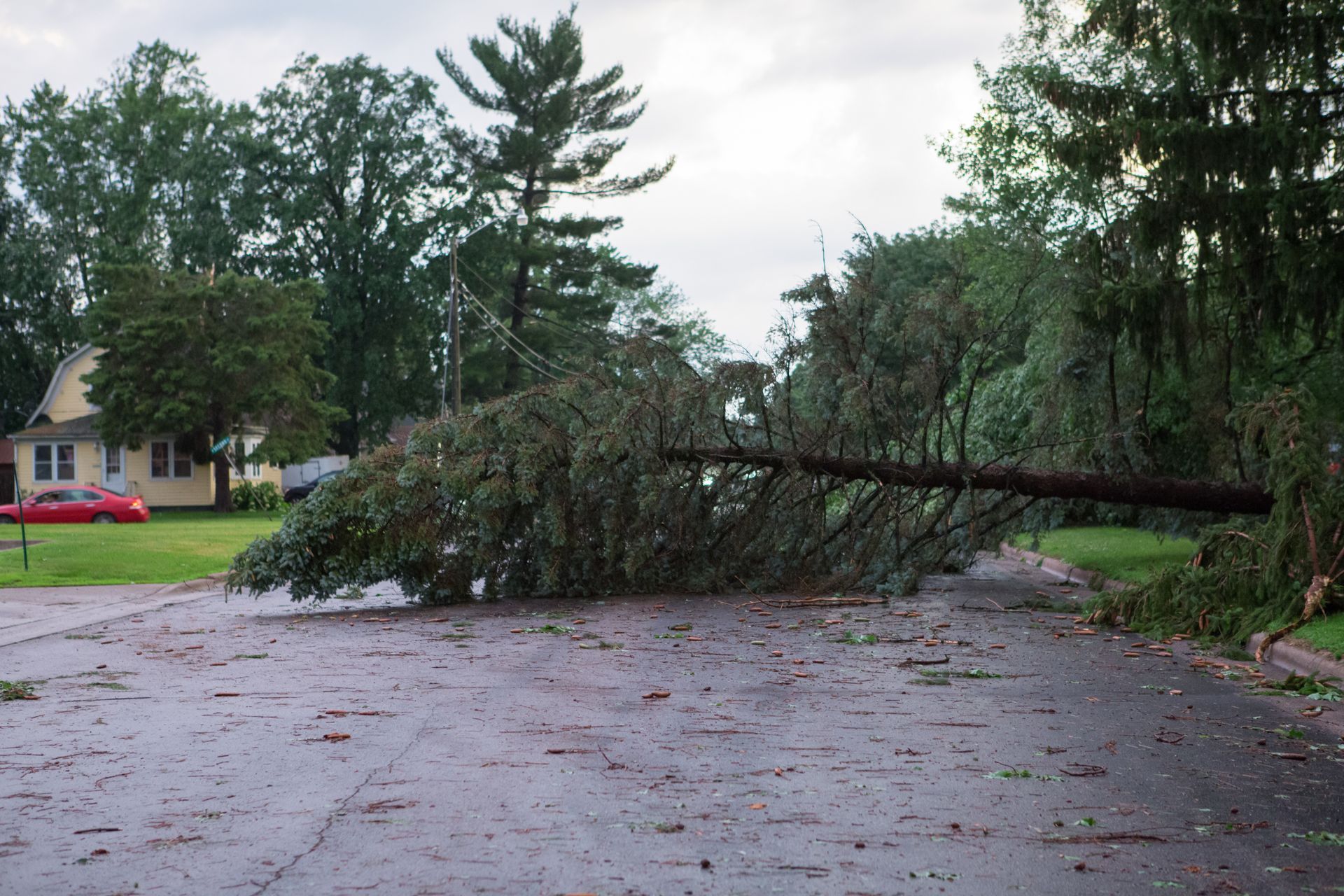 Fallen Tree Blocking a Residential Street After a Storm — Bennett's Tree Service in Redhead, NSW