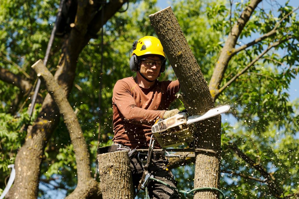 Arborist Cutting Tree Trunk With Chainsaw — Bennett's Tree Service in Lake Macquarie, NSW