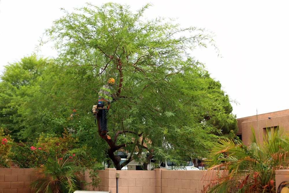 Arborist in a Tree Trimming Branches — Bennett's Tree Service in Lake Macquarie, NSW