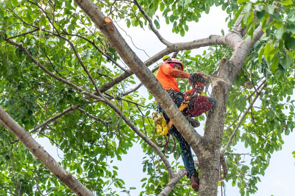 Arborist Using a Chainsaw to Trim a Large Tree — Bennett's Tree Service in Lake Macquarie, NSW