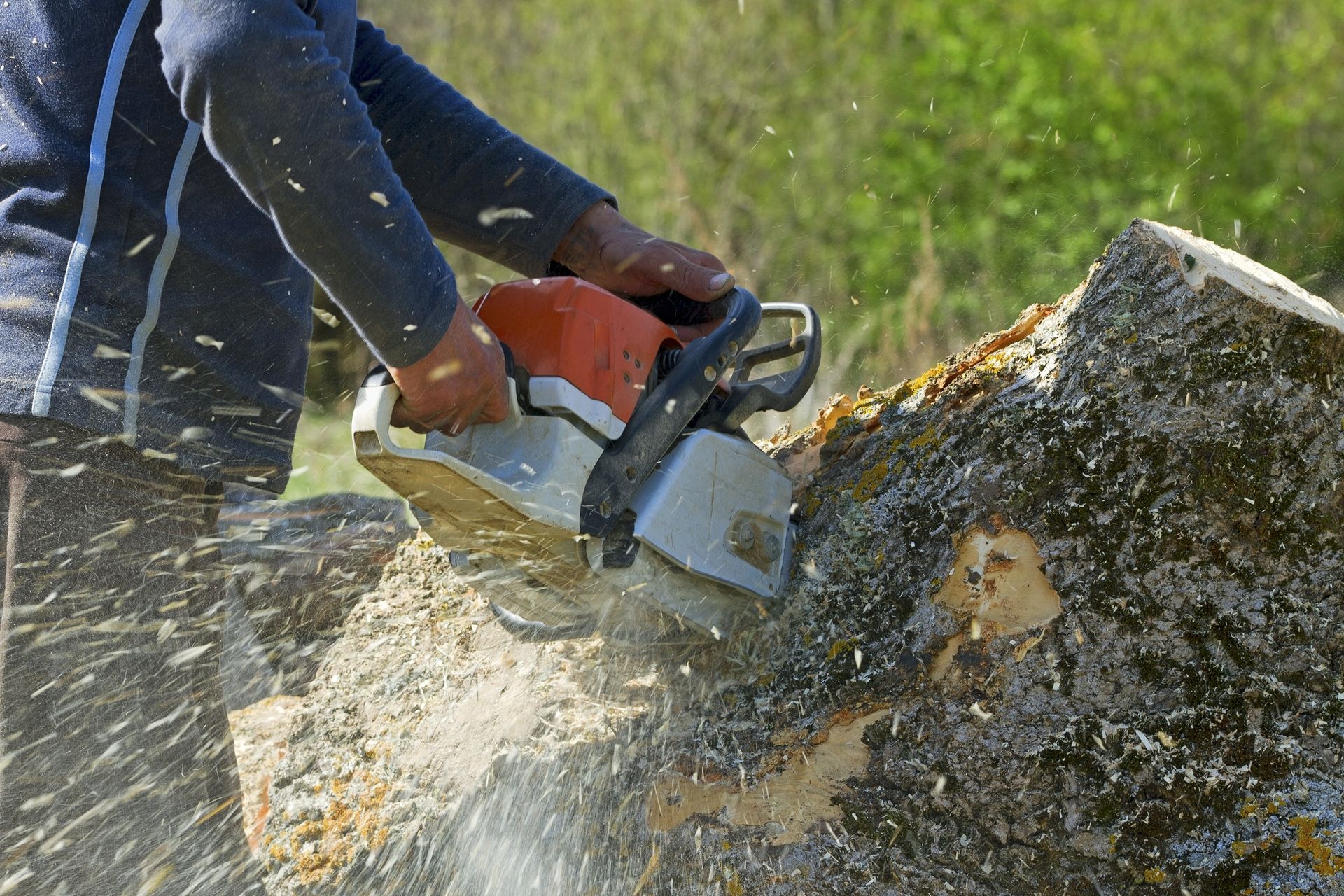 Person Using an Orange and White Chainsaw to Cut a Log Outdoors — Bennett's Tree Service in Lake Macquarie, NSW
