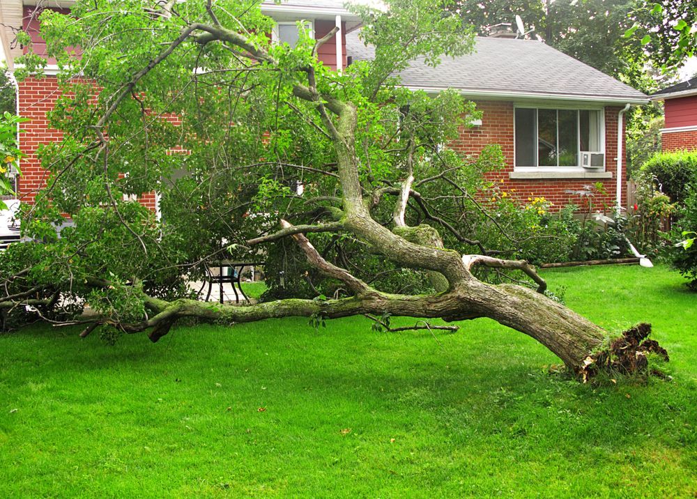 Fallen Tree in a Green Yard, Near a Red Brick House — Bennett's Tree Service in Redhead, NSW