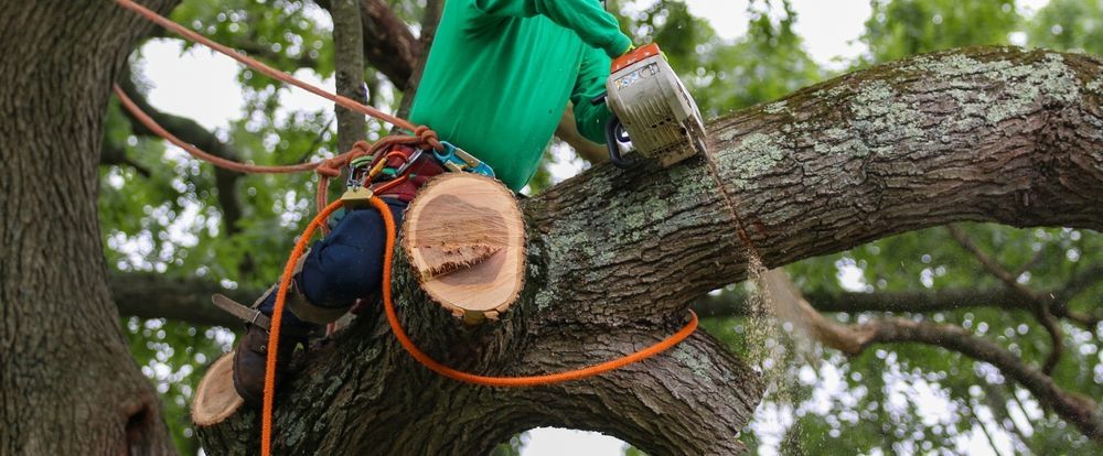 A Tree Worker Uses a Chainsaw to Cut a Tree Branch — Bennett's Tree Service in Redhead, NSW
