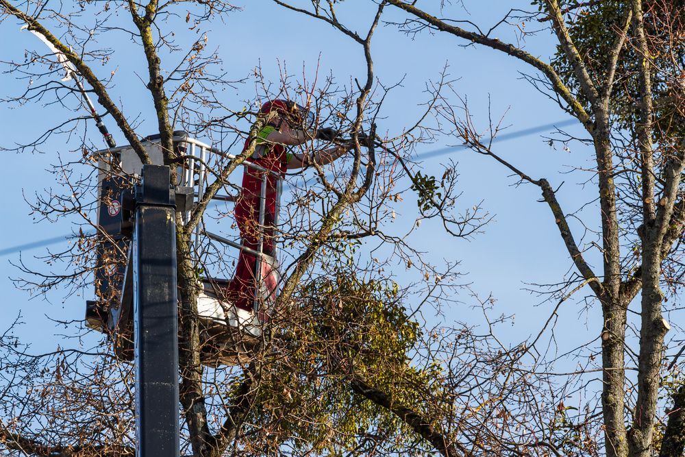 Person in Lift Bucket Trimming Tree Branches — Bennett's Tree Service in Redhead, NSW