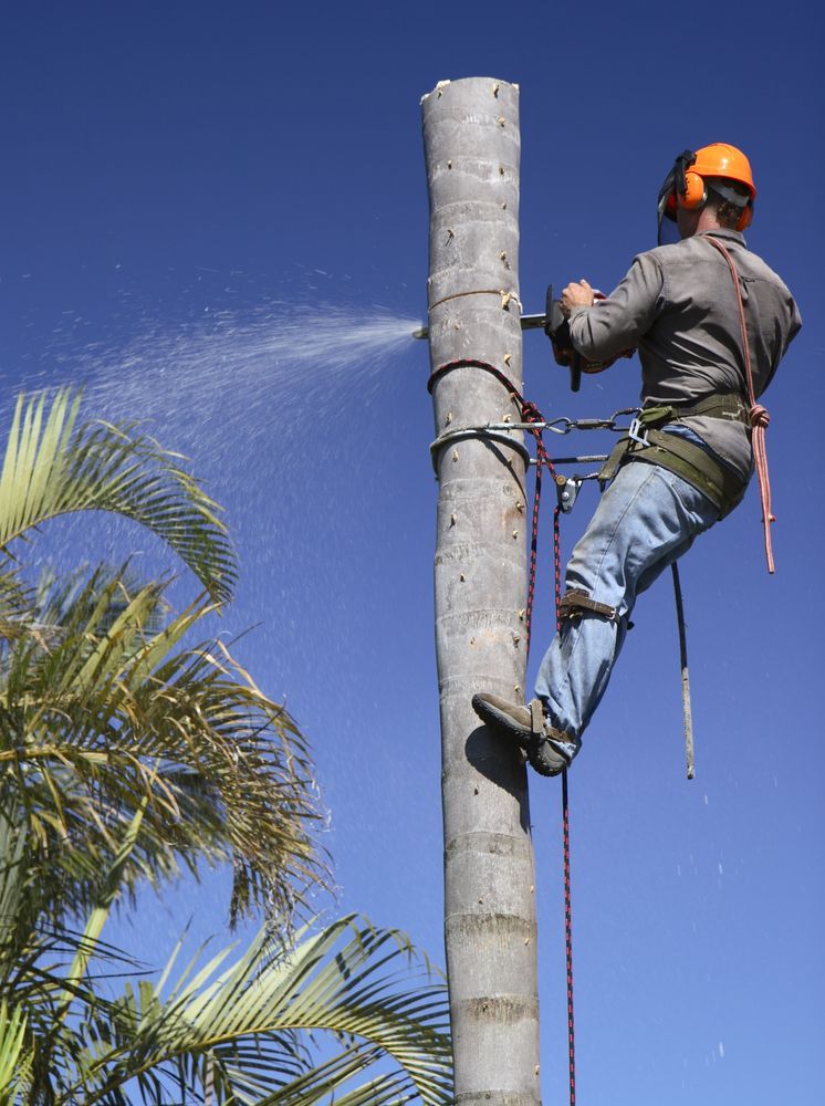 Two People Loading Tree Debris Into a Trailer — Bennett's Tree Service in Redhead, NSW