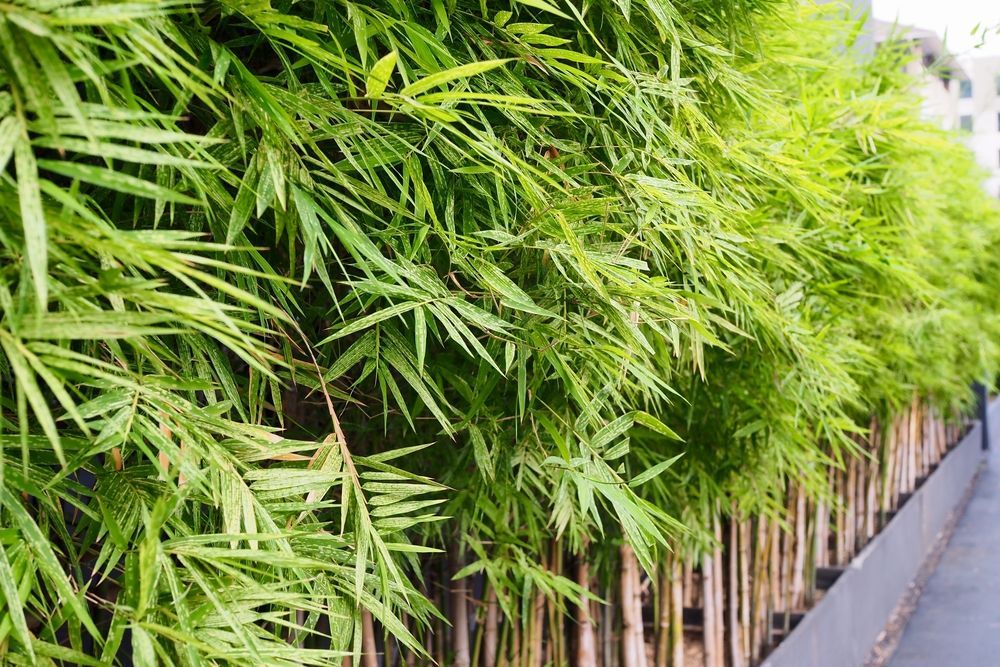 Dense Green Bamboo Plants Forming a Hedge Along a Walkway — Bennett's Tree Service in Lake Macquarie, NSW