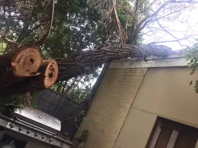 Fallen Tree Branch on a Building's Roof, Showing Cut Logs — Bennett's Tree Service in Redhead, NSW