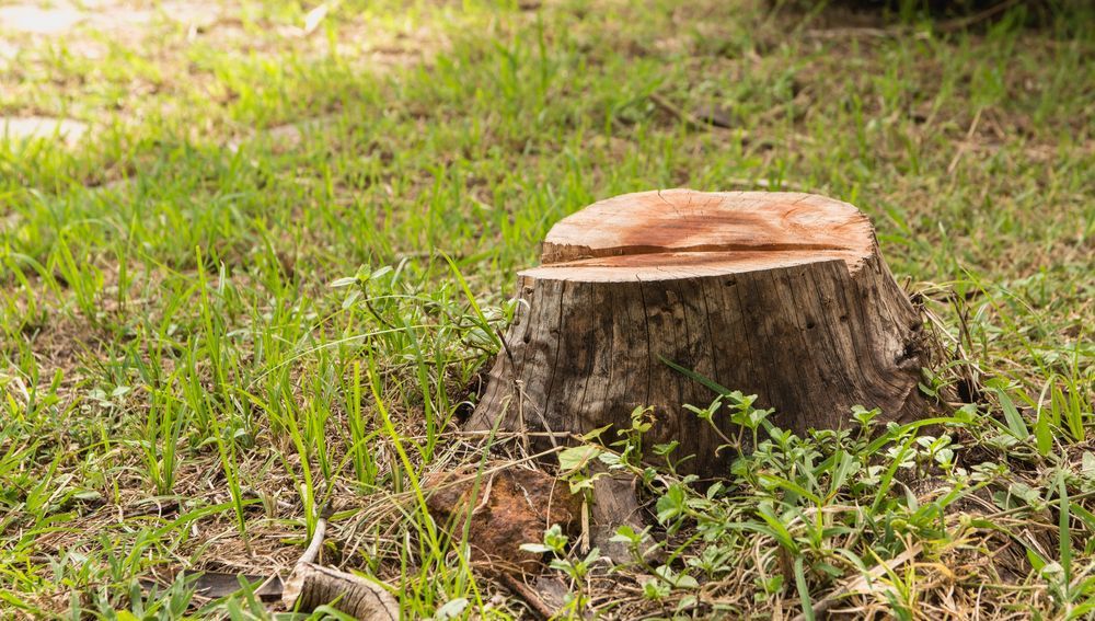 Tree Stump in Grassy Area — Bennett's Tree Service in Lake Macquarie, NSW