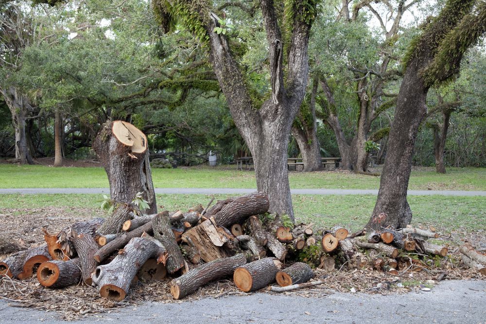 Pile of Cut Logs Near Tree Stumps — Bennett's Tree Service in Redhead, NSW
