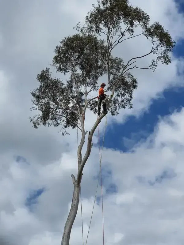 Arborist Attached to a Harness While Cutting a Tree — Bennett's Tree Service in Redhead, NSW