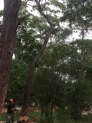 Arborist Cutting Down a Tree — Bennett's Tree Service in Redhead, NSW