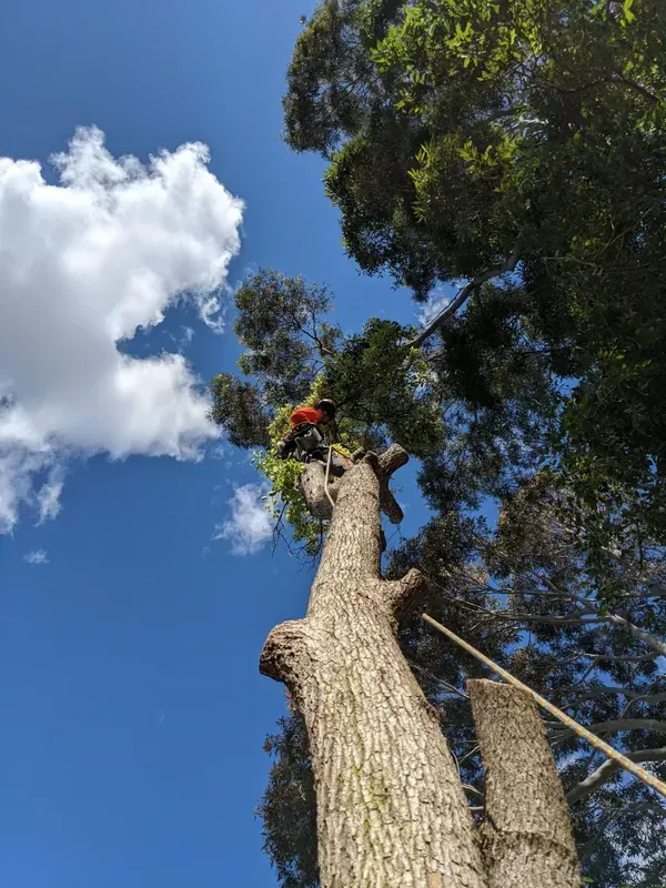 Arborist Trimming a Large Tall Tree — Bennett's Tree Service in Redhead, NSW
