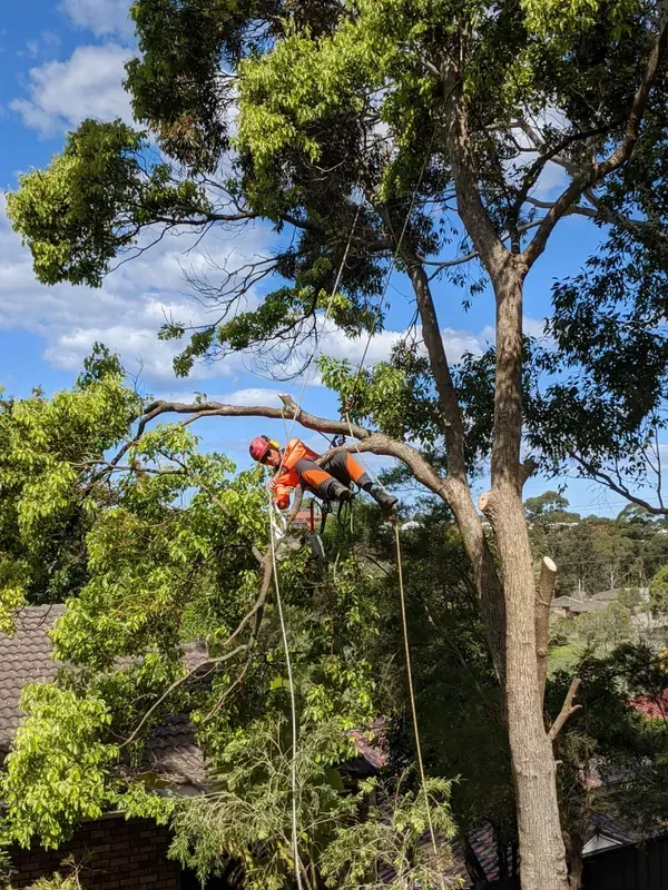 Arborist Working on a Large Tree — Bennett's Tree Service in Redhead, NSW