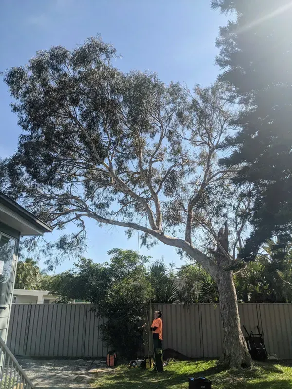 Backyard Tree Being Trimmed — Bennett's Tree Service in Redhead, NSW