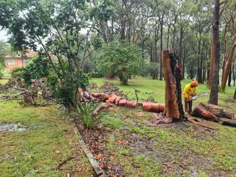 Person Using a Chainsaw on a Fallen Tree — Bennett's Tree Service in Swansea, NSW