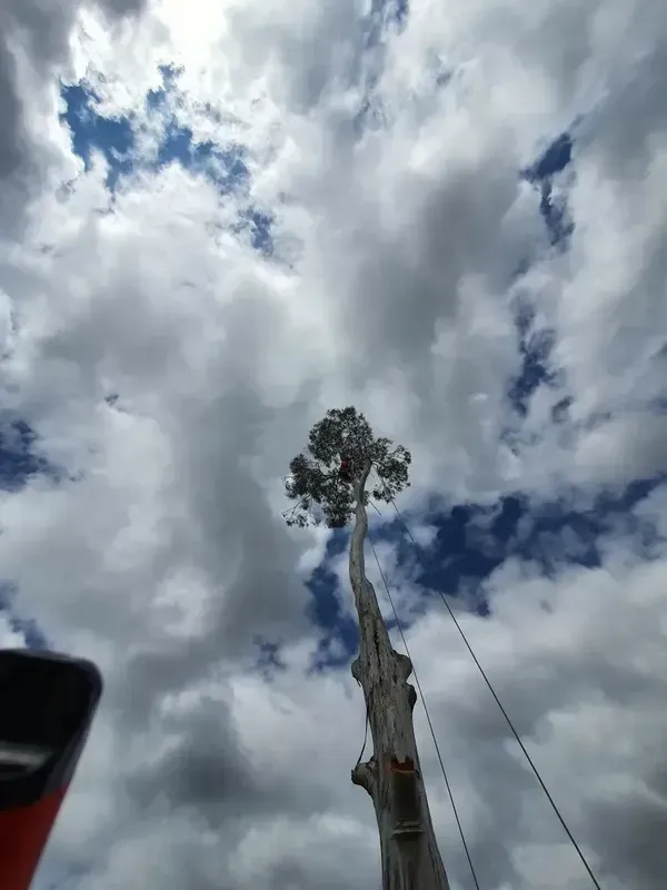 Tall White Tree — Bennett's Tree Service in Redhead, NSW