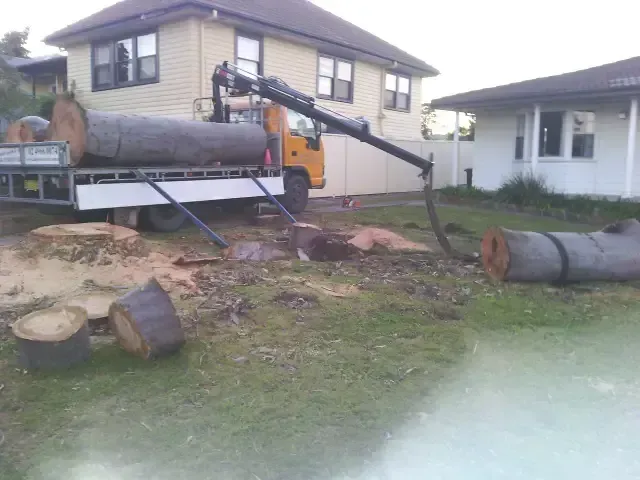 Tree Logs Being Transported — Bennett's Tree Service in Redhead, NSW