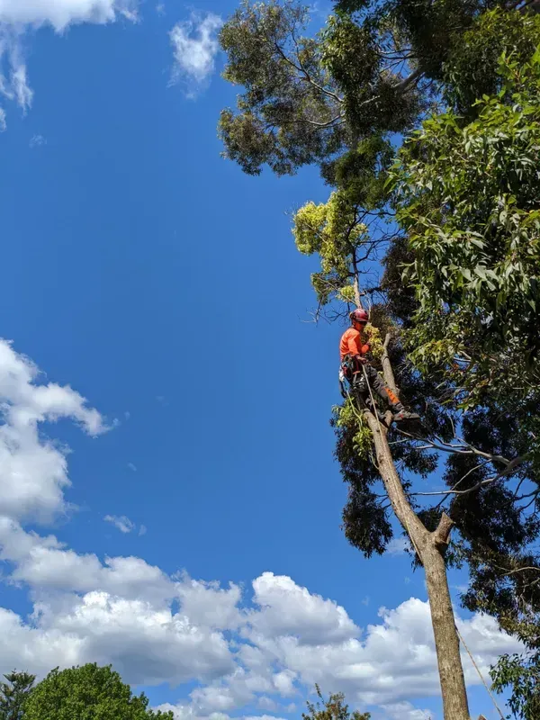 Worker Trimming a Tree — Bennett's Tree Service in Redhead, NSW