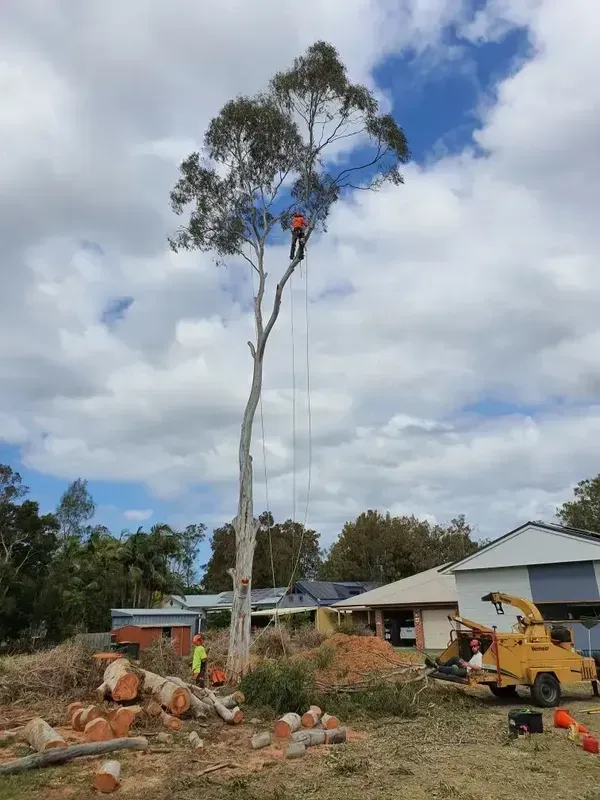 Tree Removal by a Man — Bennett's Tree Service in Belmont, NSW