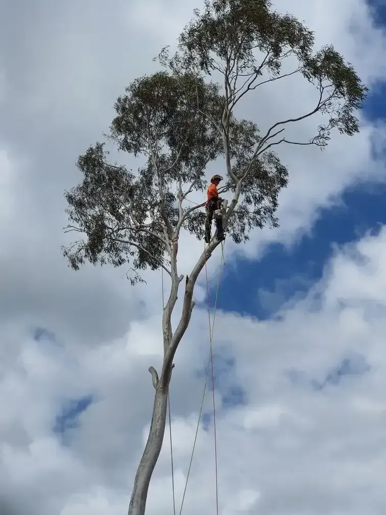 Arborist in Orange Shirt, Trimming Tall Tree Against a Cloudy Sky — Bennett's Tree Service in Belmont, NSW
