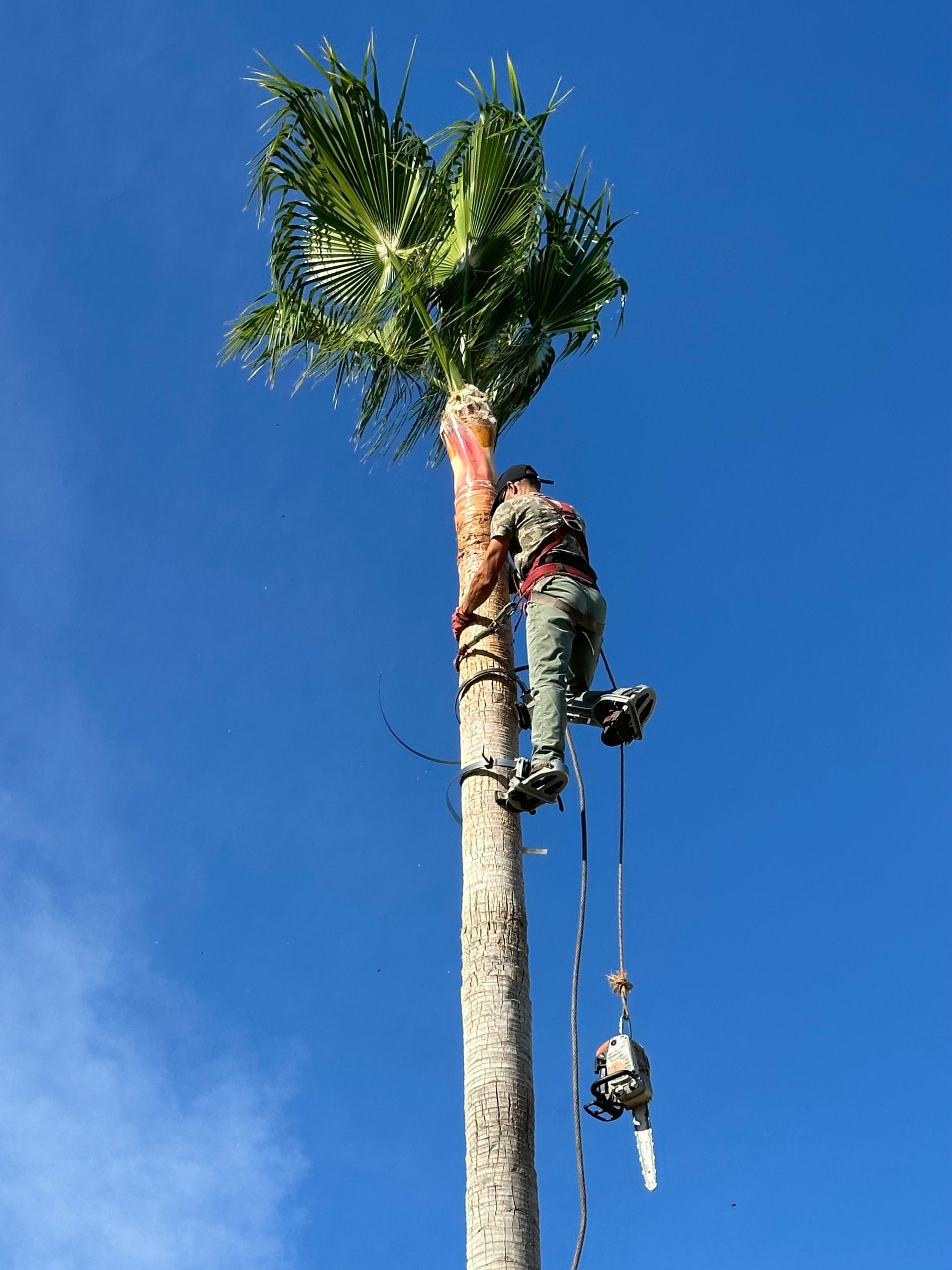 Person Climbing Tall Palm Tree Under Clear Blue Sky — Bennett's Tree Service in Redhead, NSW