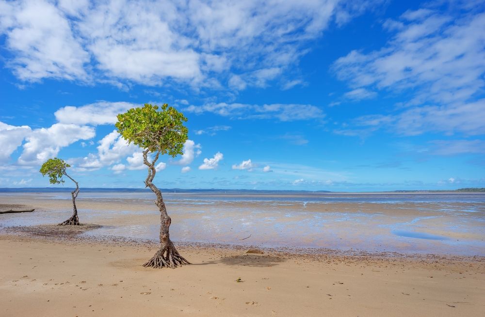 Two Small Trees With Exposed Roots — Bennett's Tree Service in Lake Macquarie, NSW