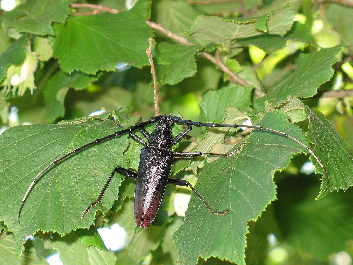 cerambyx cerdo
