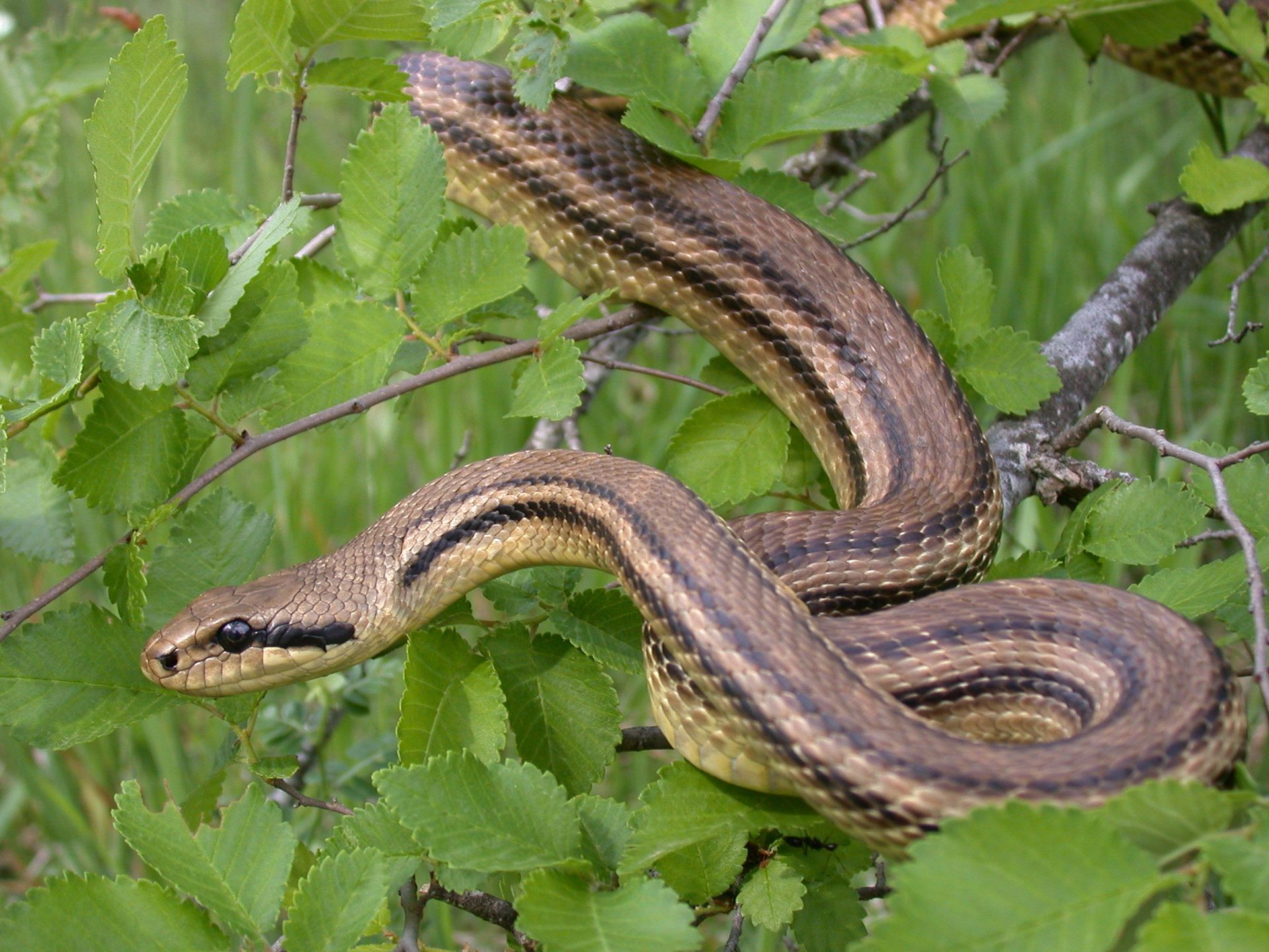 elaphe quatuorlineata