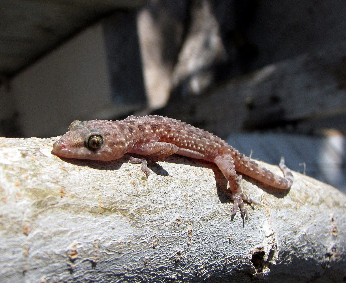 Emidactilus turcicus