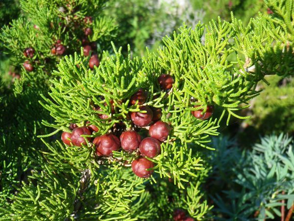Juniperus phoenicia