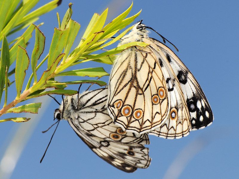 melanargia arge