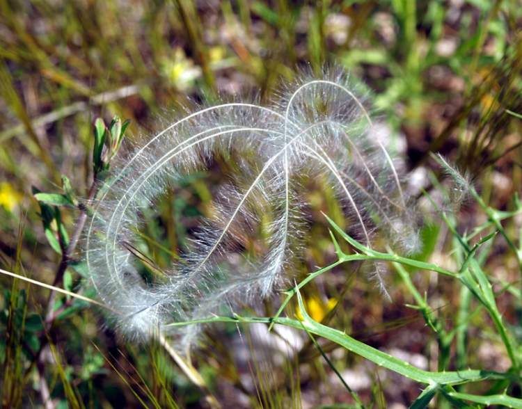 Stipa austroitalica