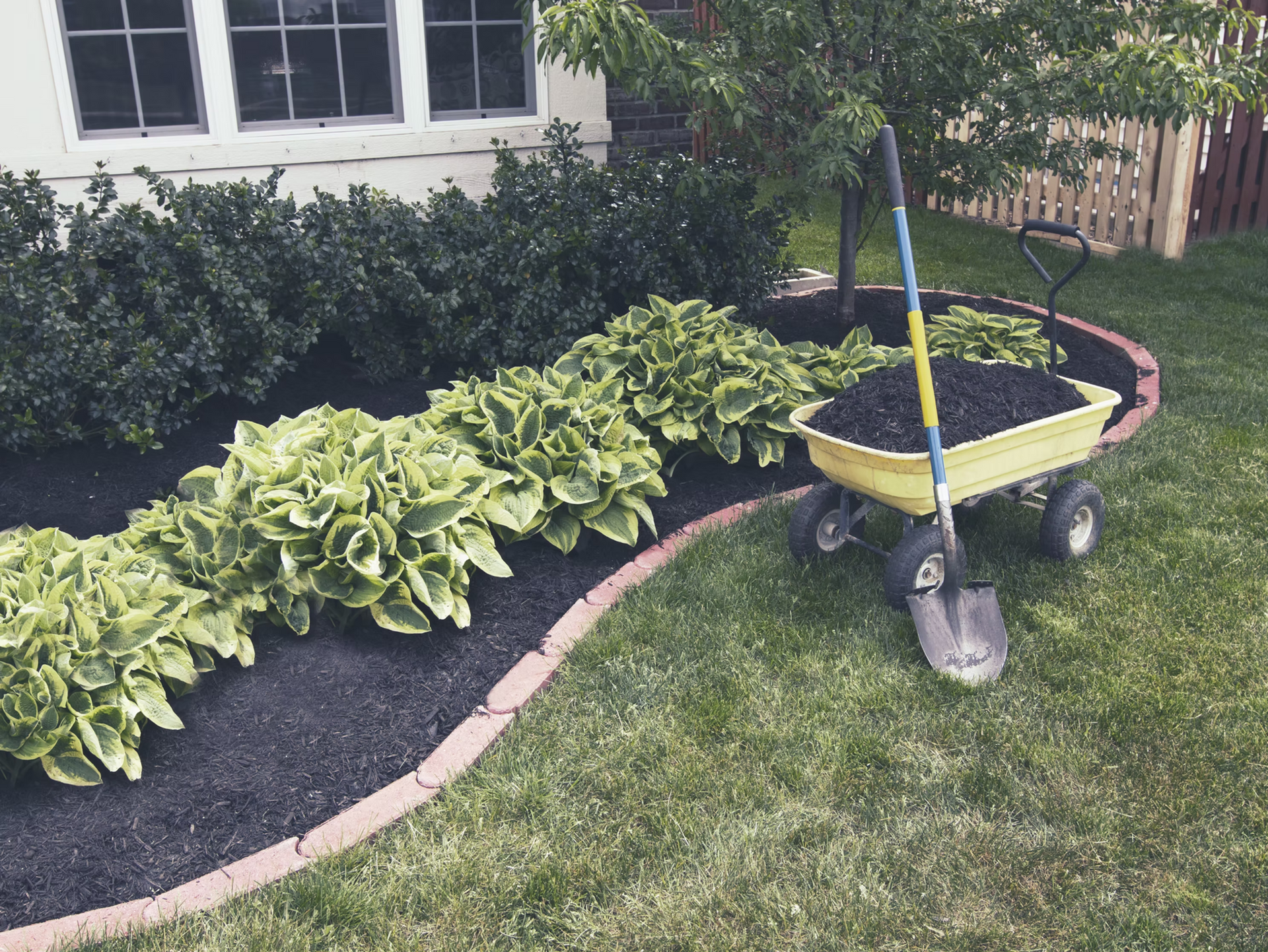 A yellow garden cart beside a mulched flower bed with hostas near a house lawn.